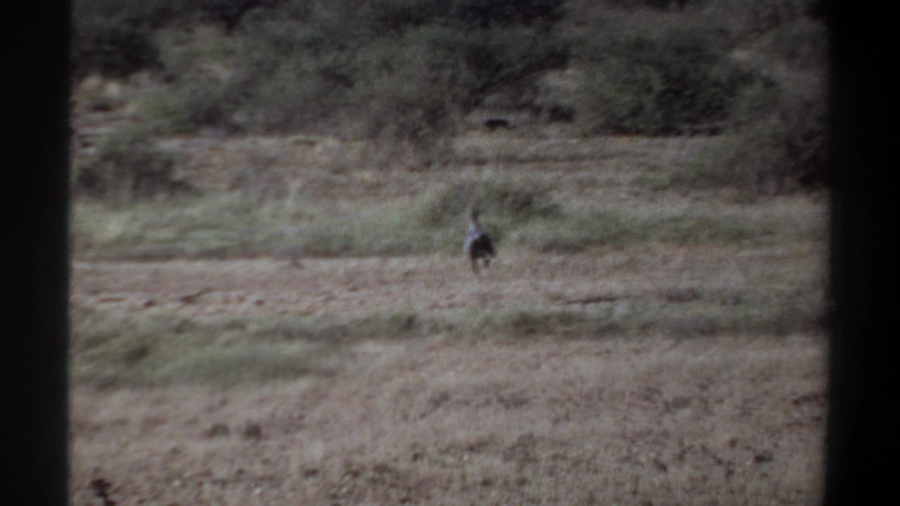 Small distant animal running in a dry open field with bushes behind it.