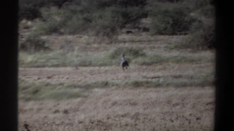 A small animal appears farther across a dry field in the Khartoum, Sudan footage, with muted scrub vegetation and dark framing at the sides.