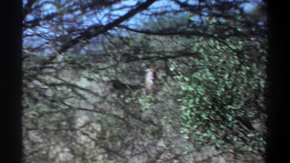 The frame shifts to dense scrub and overhanging branches, where a small pale animal or bird is partly visible within the 1969 Sudan home-movie scene.