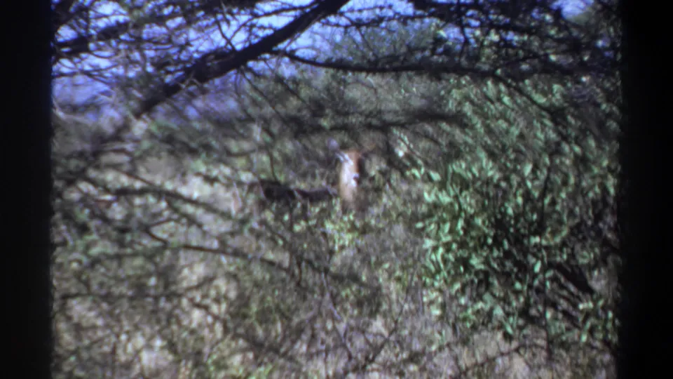 A later frame shows thick scrub, branches, and a small pale animal or bird partly hidden near the center of the Khartoum-area wildlife shot.