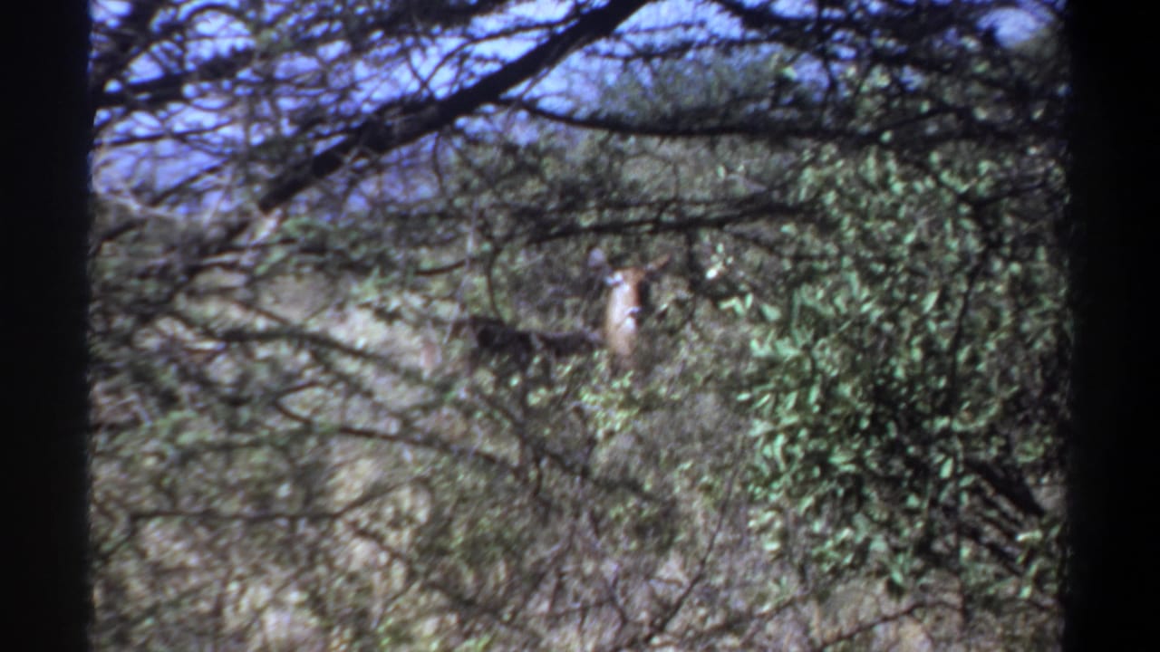 1969 Khartoum, Sudan home-movie frame showing an antlered deer partly obscured by branches and green shrubs.
