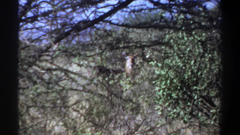 1969 Khartoum, Sudan home-movie frame showing an antlered deer partly obscured by branches and green shrubs.