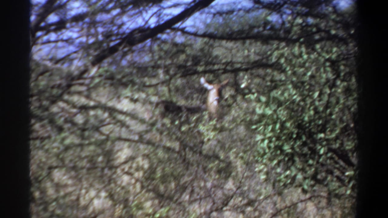 1969 Khartoum, Sudan 8mm frame with a deer facing through brush, its antlers visible above dense foliage.