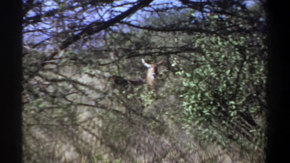 1969 Khartoum, Sudan home-movie still of an antlered deer seen through tangled branches and green brush.