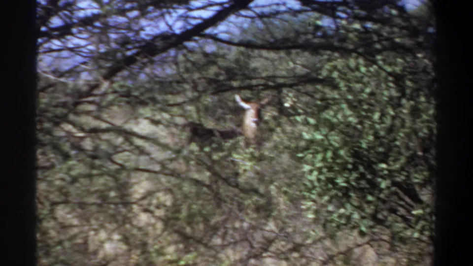 1969 Khartoum, Sudan 8mm frame showing a deer in brush, framed by dark limbs and soft faded color.