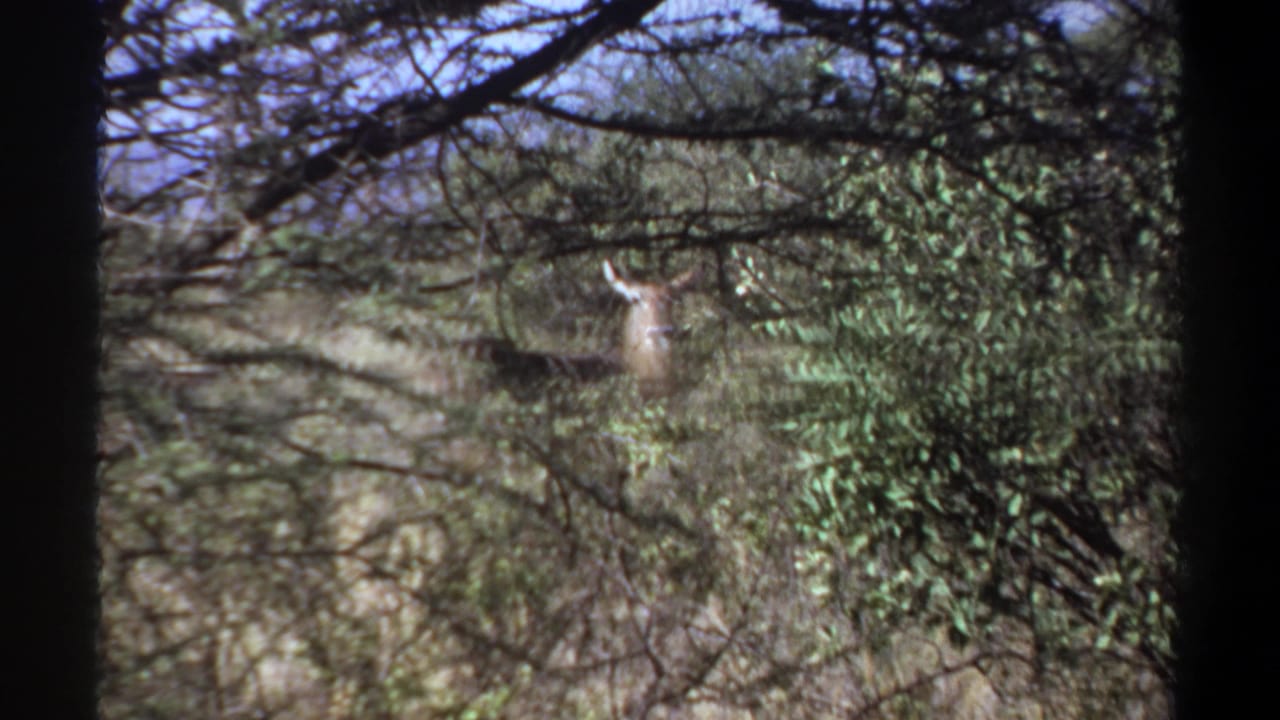 Elephant partly hidden behind brush and tree branches in green woodland.