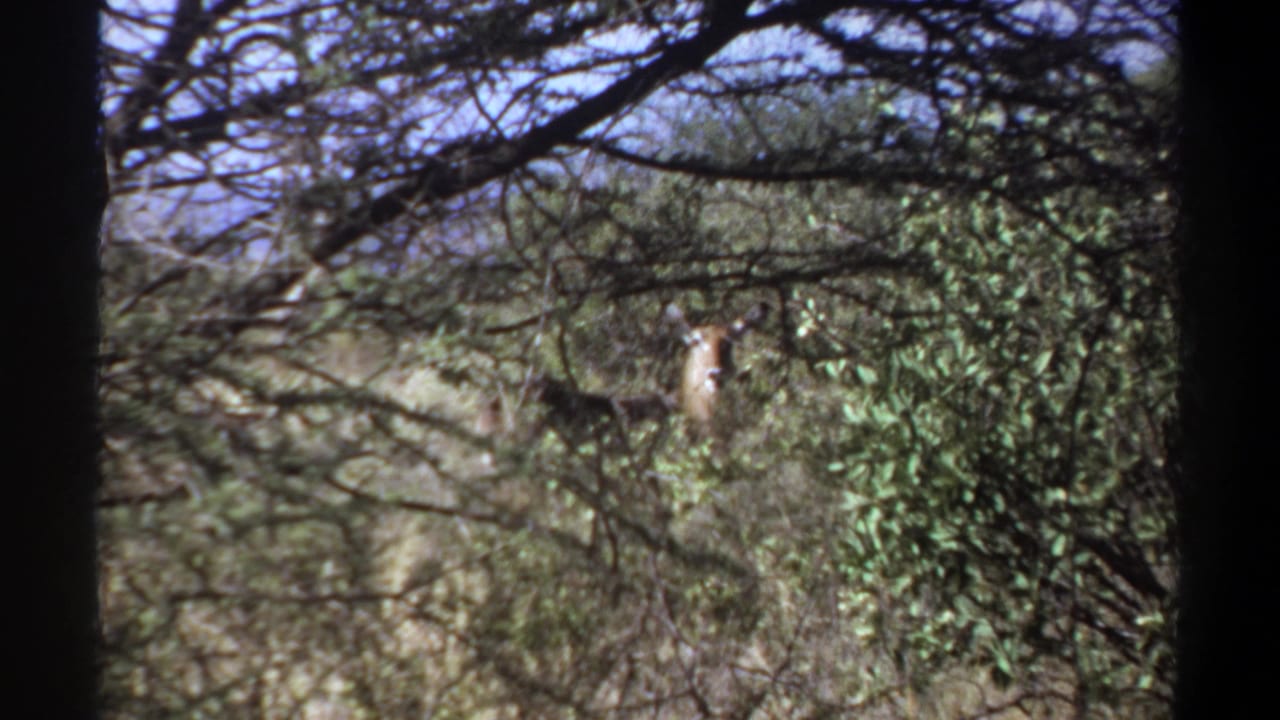 1969 Sudan home-movie frame with a tusked elephant visible through green woodland cover.
