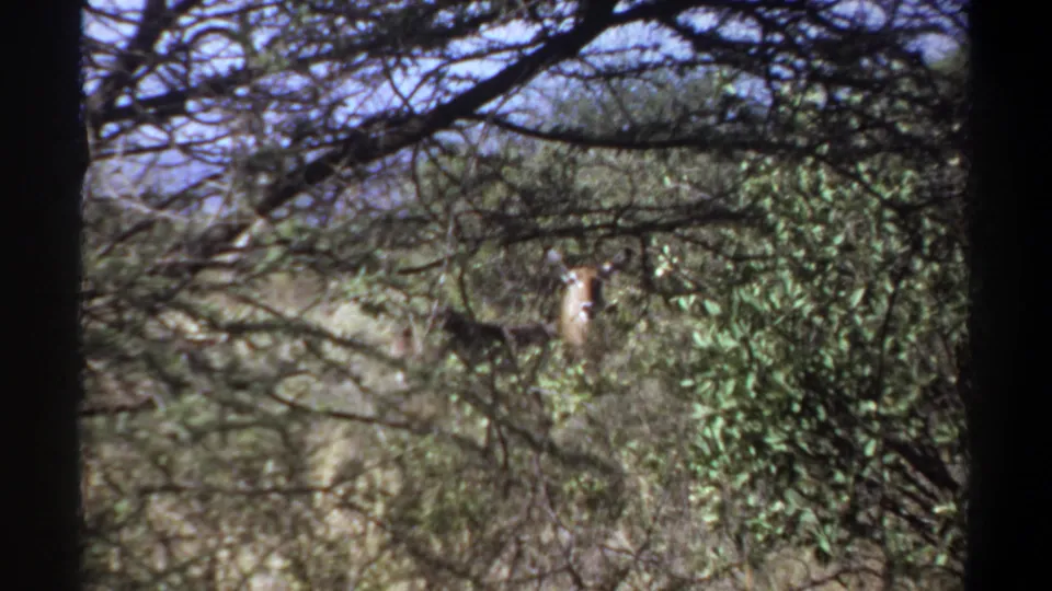 1969 Sudan home-movie frame with a tusked elephant visible through green woodland cover.