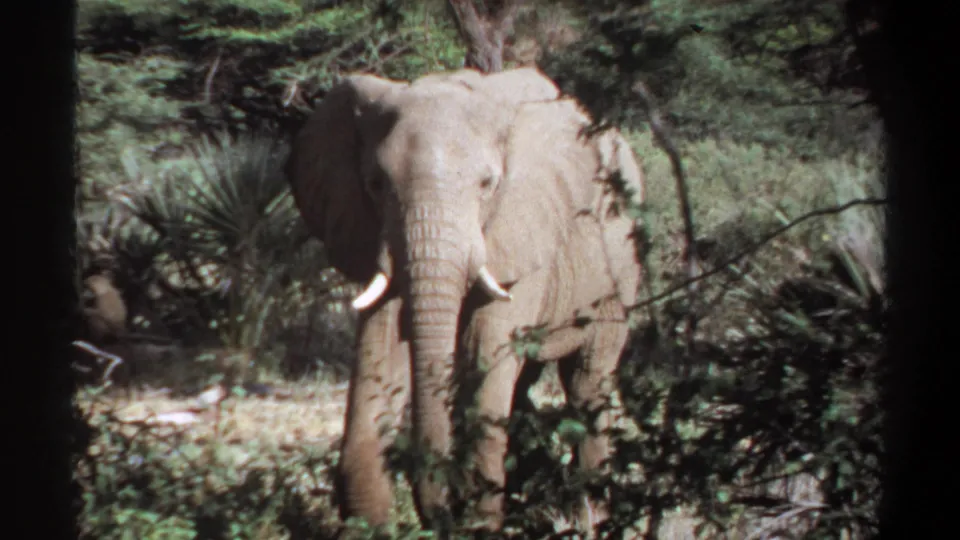 1969 Sudan 8mm frame showing a closer view of an elephant standing amid brush and trees.