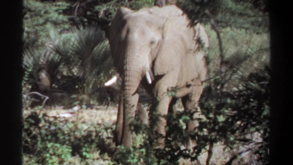 1969 Sudan home-movie frame of an elephant facing the camera through dense forest foliage.