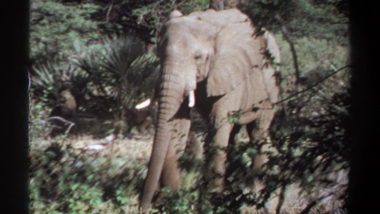 1969 Sudan 8mm frame showing a tusked elephant standing among dense green brush and shade near Khartoum.