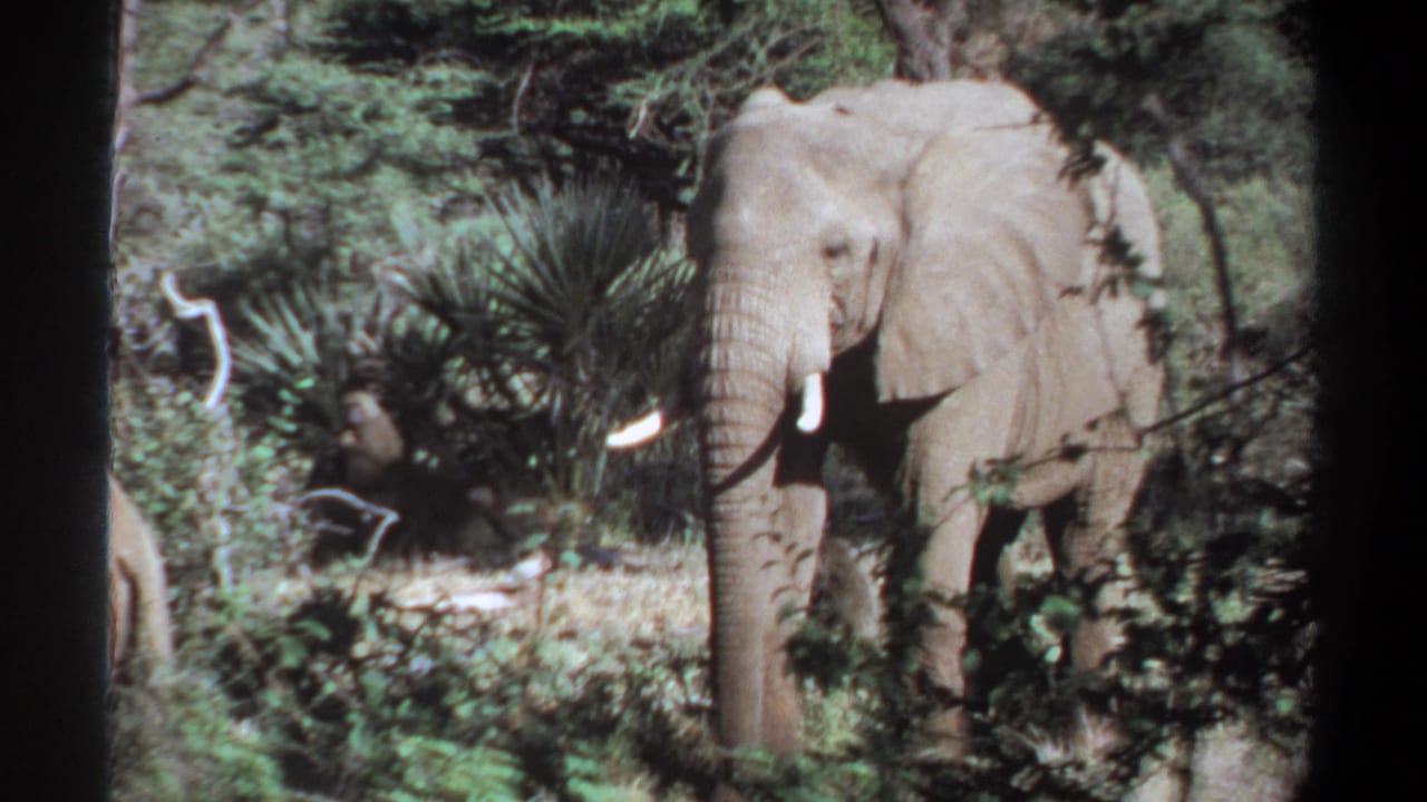 1969 Sudan 8mm frame with an elephant facing the camera through brush, tusks and trunk visible in filtered light.