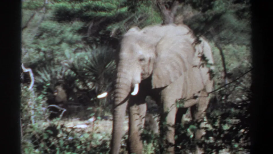 1969 Sudan 8mm frame showing a tusked elephant moving slowly through brush, with its trunk lowered and body partly obscured.