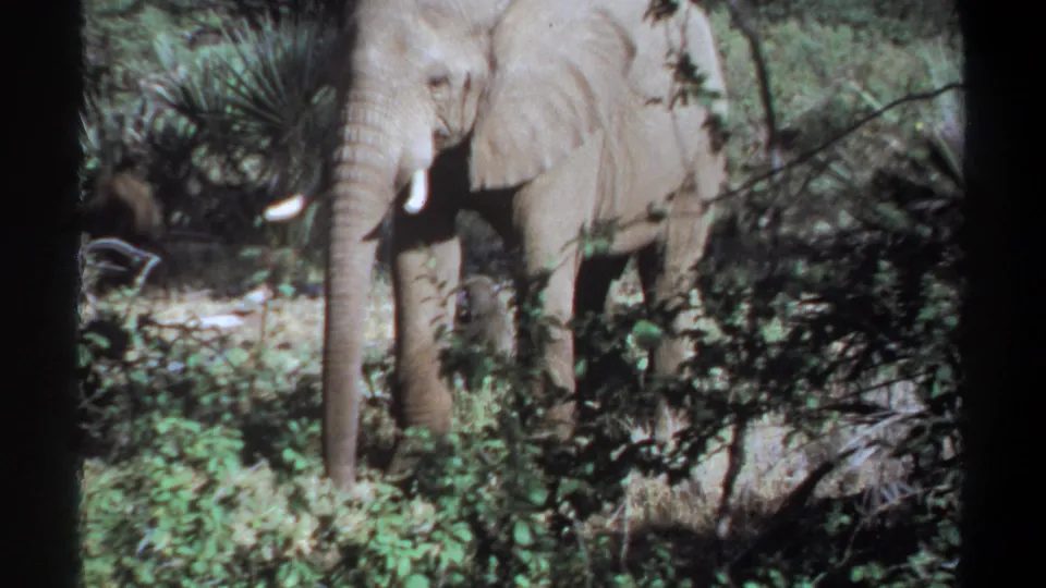 1969 Sudan 8mm frame showing an elephant in leafy cover, trunk hanging down and tusks visible through foreground brush.