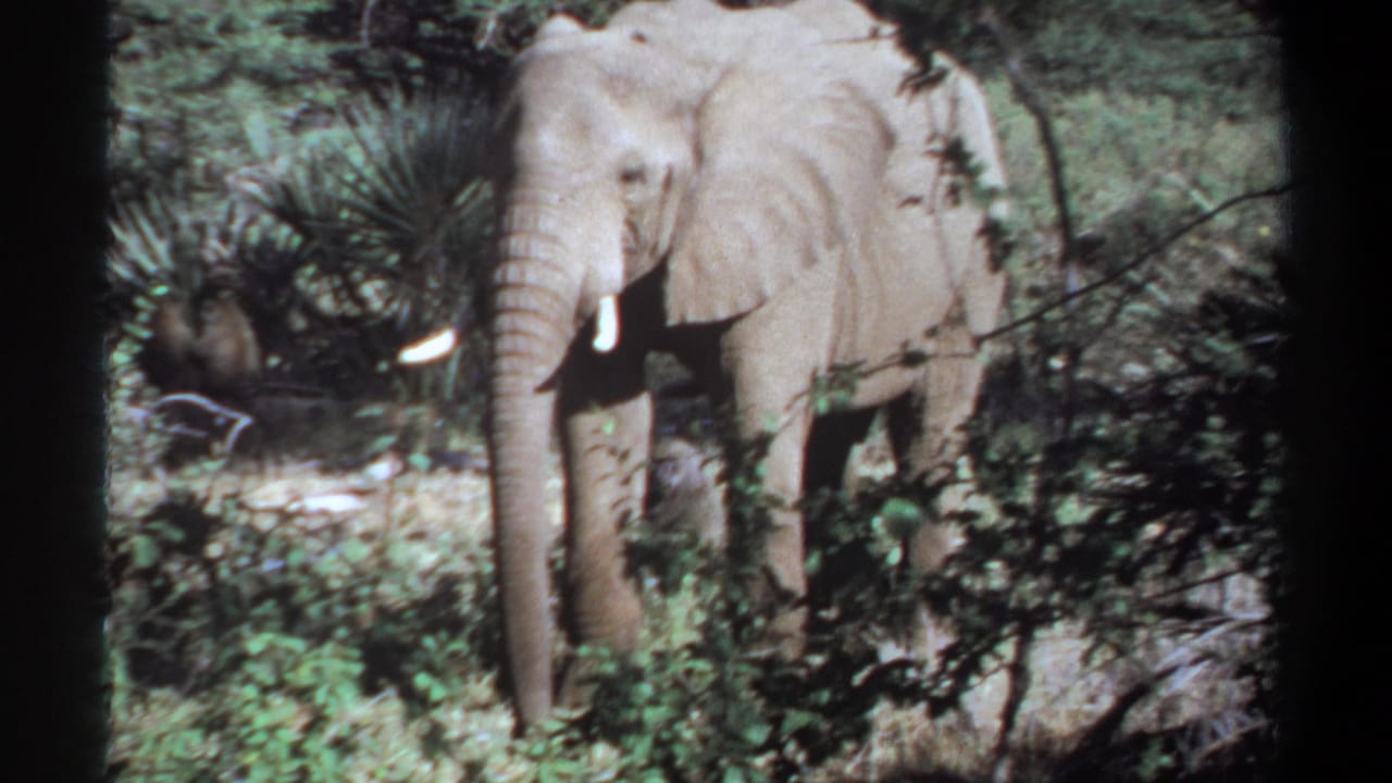 Tusked elephant standing in dense green brush with dark 8mm frame borders.