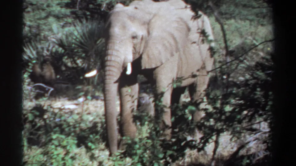 1969 Khartoum, Sudan 8mm frame showing a tusked elephant facing camera through dense vegetation.