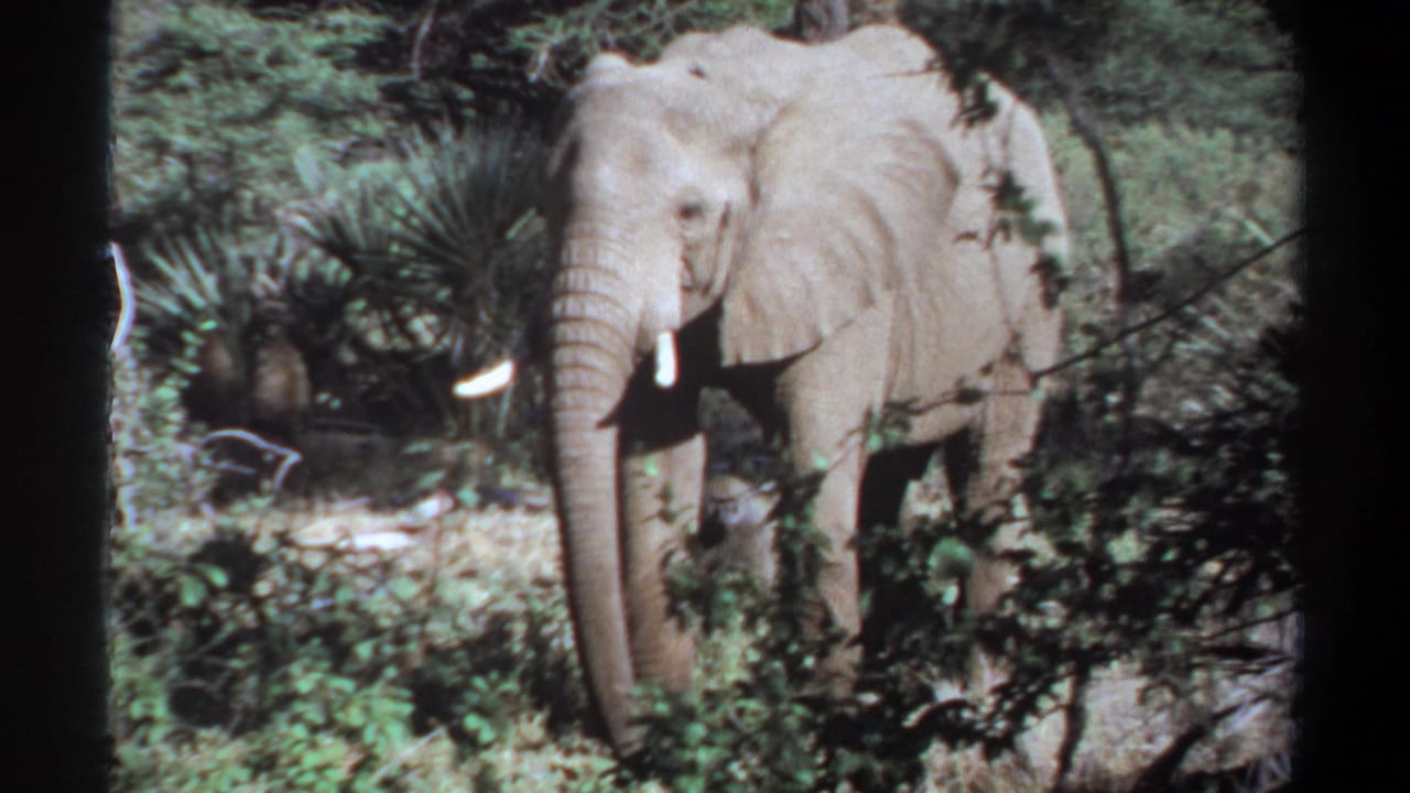 1969 Khartoum, Sudan 8mm frame of an elephant facing forward in brush with tusks and trunk visible.