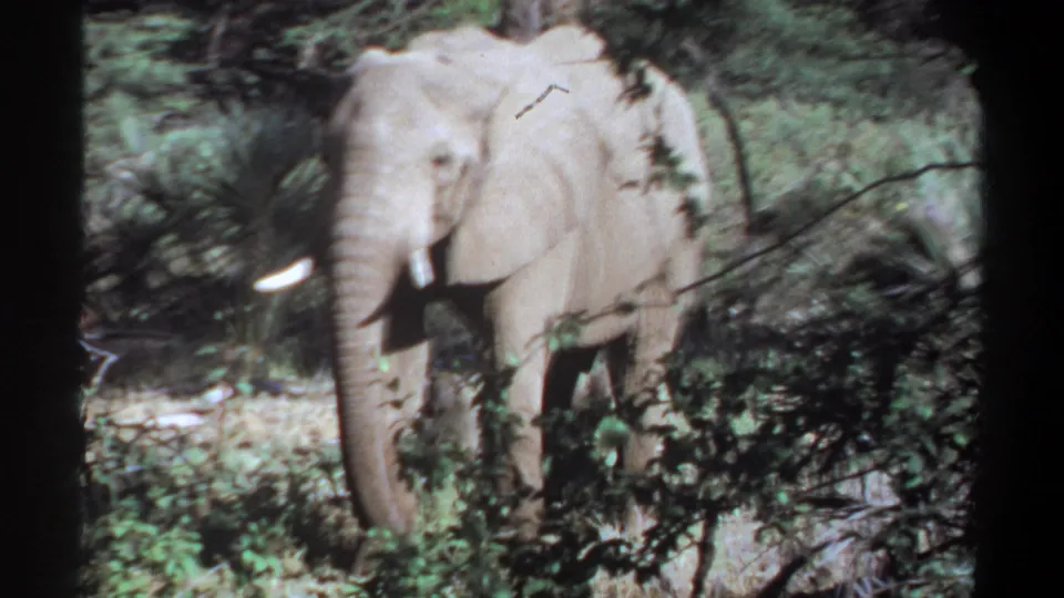 1969 Khartoum, Sudan home-movie frame showing an elephant standing in vegetation with its trunk lowered.