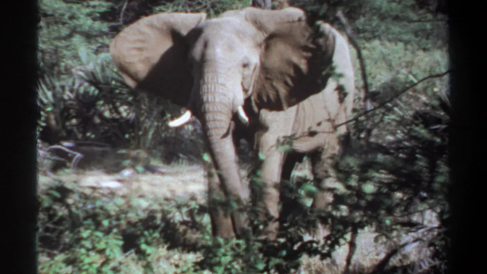 1969 Khartoum, Sudan 8mm frame showing the elephant with ears spread while standing in dense brush.