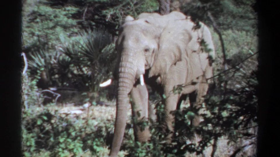 1969 Khartoum, Sudan 8mm frame showing a tusked elephant partly obscured by green vegetation.