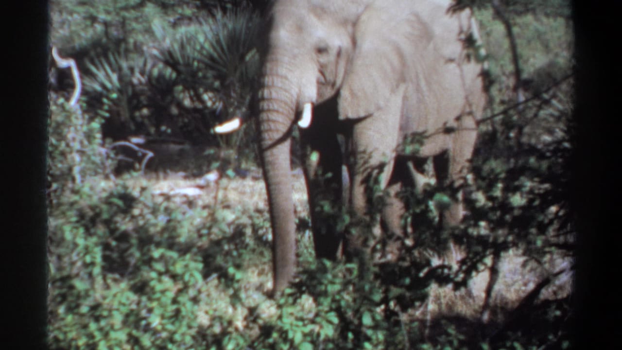 1969 Khartoum, Sudan 8mm frame with an elephant moving behind shrubs, its tusks and trunk visible.