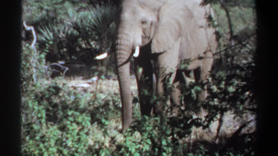 1969 Khartoum, Sudan 8mm frame with an elephant moving behind shrubs, its tusks and trunk visible.