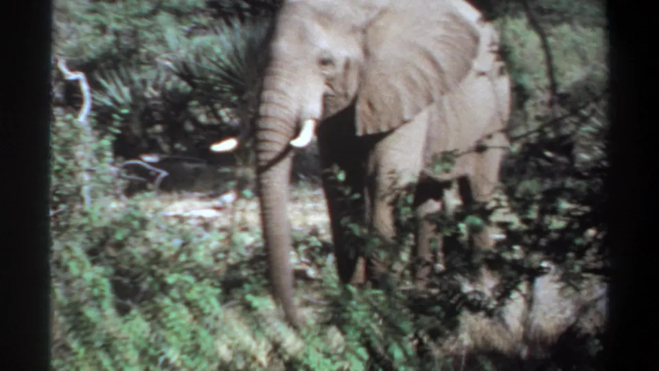1969 Khartoum, Sudan 8mm frame showing a closer view of the elephant behind leafy foreground brush.