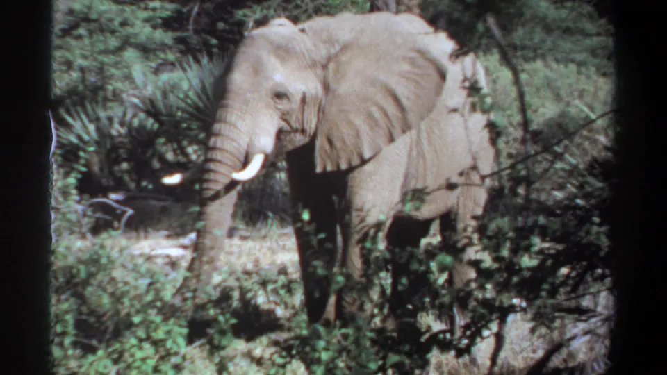 1969 Khartoum, Sudan 8mm frame of a tusked elephant facing through dense green brush.