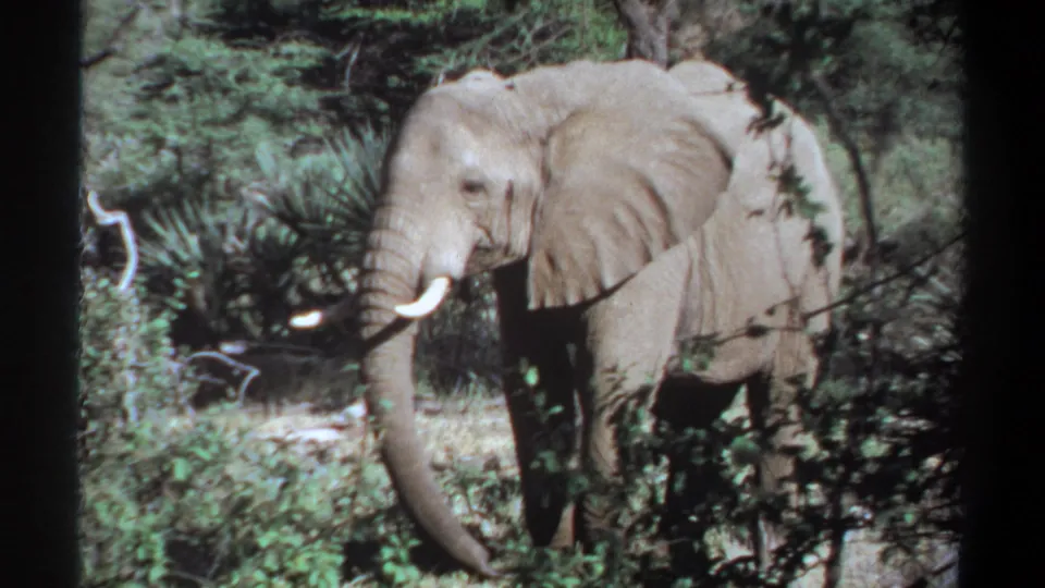 In 1969 Khartoum home-movie footage, an adult elephant stands among shrubs and trees with tusks visible.