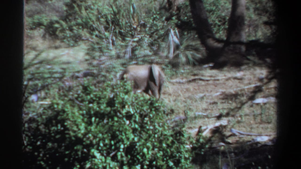 A smaller elephant appears in a Khartoum bushland clearing, partly obscured by shrubs and trees.