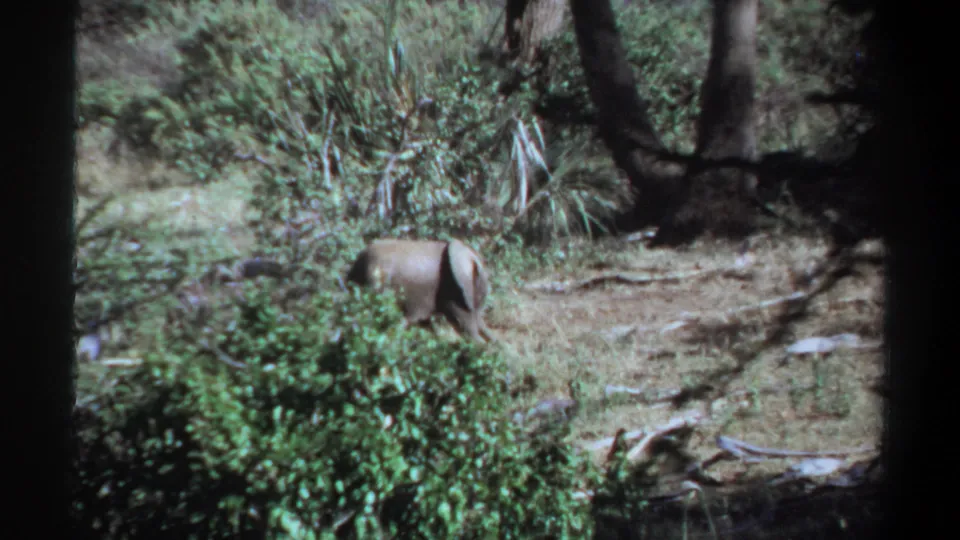The smaller elephant stands near green shrubs in 1969 Sudan footage, with dark tree shadows behind it.