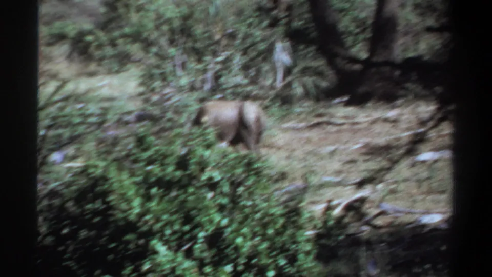 A small elephant moves away through a dry, brushy clearing in the 1969 Khartoum home-movie clip.