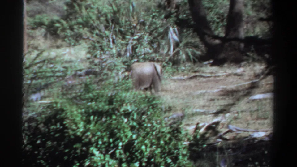 1969 Khartoum, Sudan 8mm frame showing a small grey elephant moving away through green brush and trees.