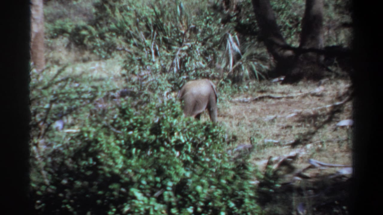 1969 Khartoum, Sudan frame with the young elephant receding into a wooded, brush-filled area.