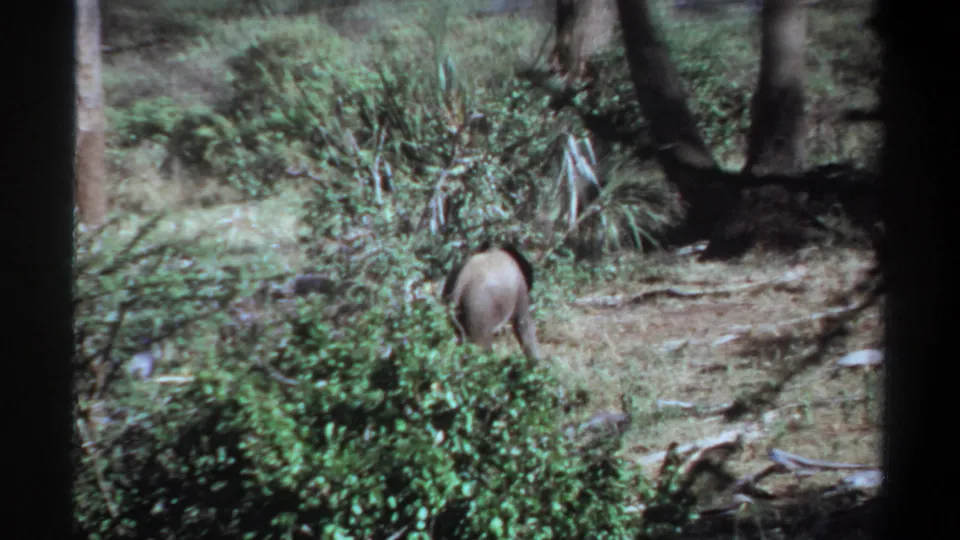 1969 Khartoum, Sudan 8mm view of the young elephant from behind as it passes close to leafy shrubs.