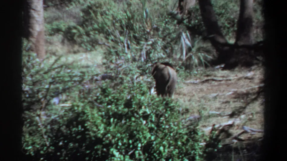 1969 Khartoum, Sudan frame showing the young elephant partly obscured by shrubs as it walks away.