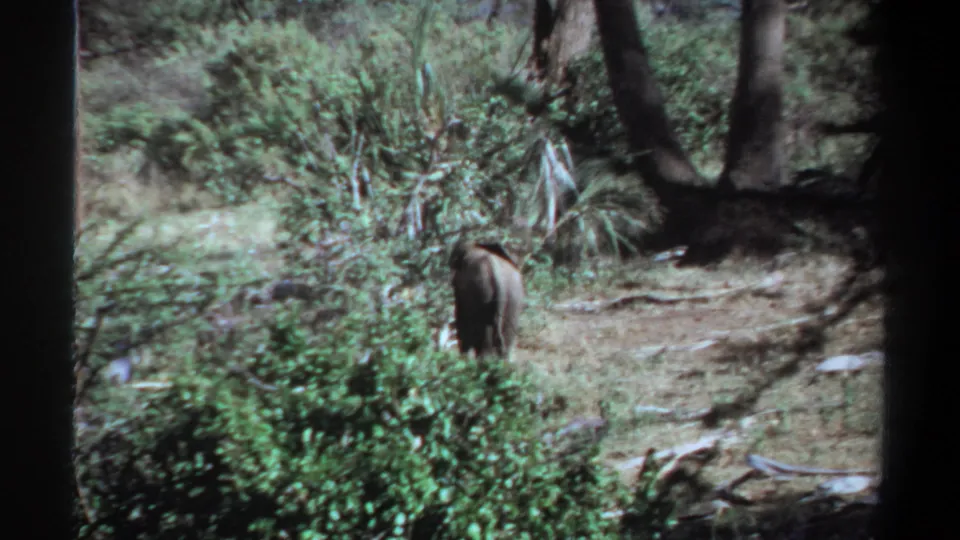 1969 Khartoum, Sudan 8mm frame showing a young elephant moving away through bushes and tree shade.