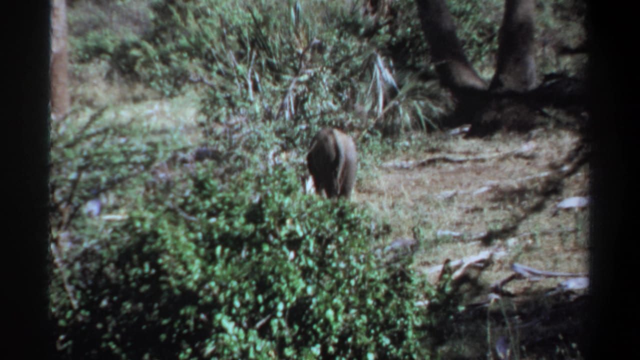 1969 Khartoum, Sudan 8mm frame with the elephant farther back in the clearing among shrubs and trees.