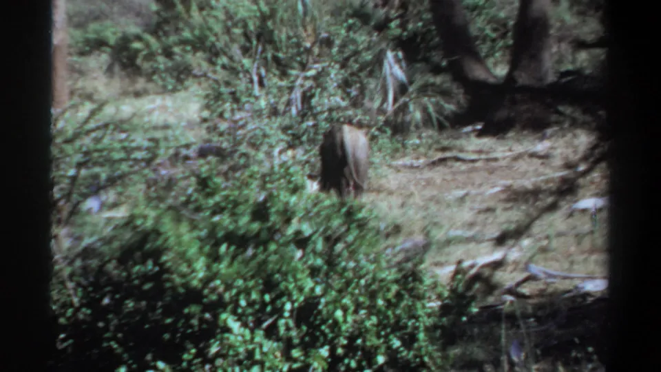 1969 Khartoum, Sudan 8mm frame showing the young elephant beside dense brush under scattered tree shade.