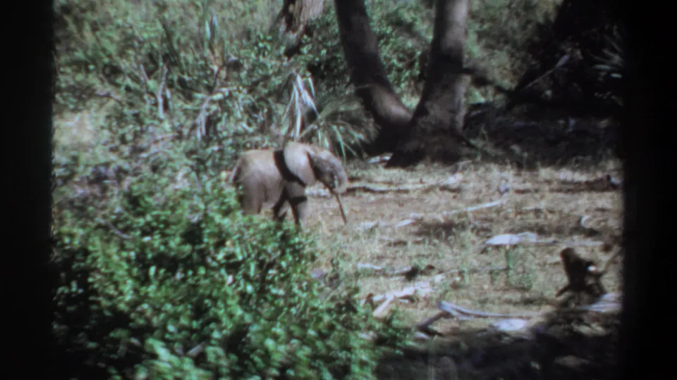 1969 Khartoum, Sudan 8mm frame showing the young elephant in profile as it crosses the clearing.