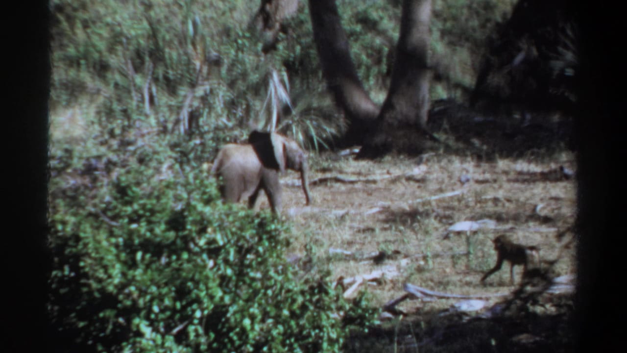 1969 Khartoum 8mm frame showing a young elephant near brush while a small monkey crosses the dry clearing.