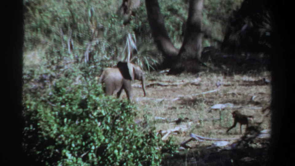 1969 Khartoum 8mm frame showing a young elephant near brush while a small monkey crosses the dry clearing.