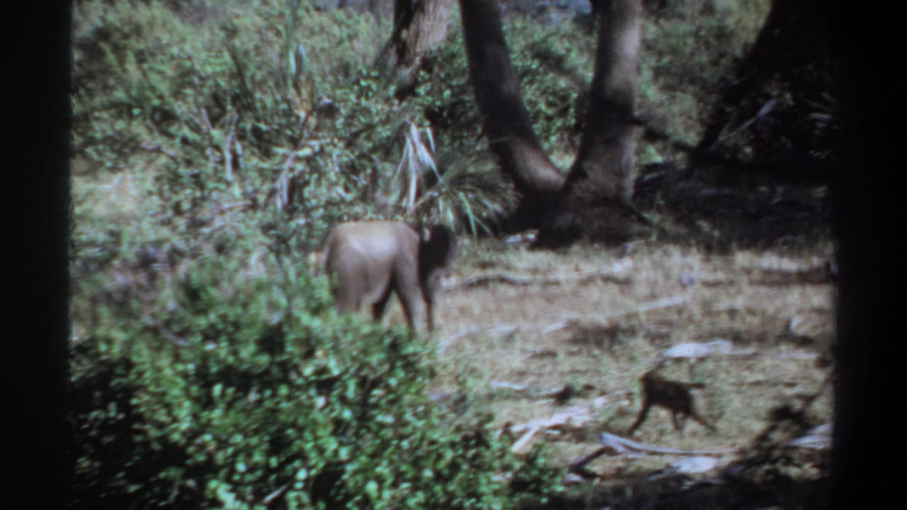 1969 Khartoum home-movie frame with a young elephant turned away and a monkey moving through a wooded clearing.