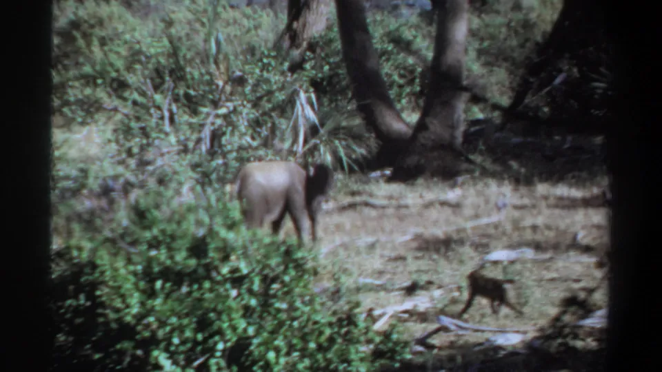 1969 Khartoum home-movie frame with a young elephant turned away and a monkey moving through a wooded clearing.