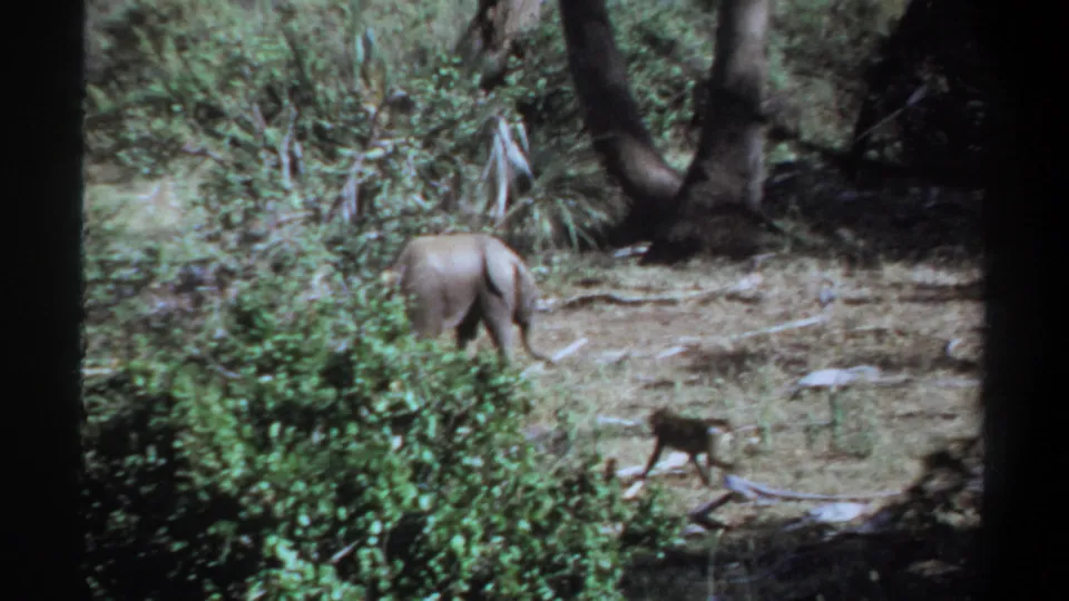 1969 Khartoum 8mm frame showing a young elephant near shrubs and a small monkey crossing the sunlit dry ground.