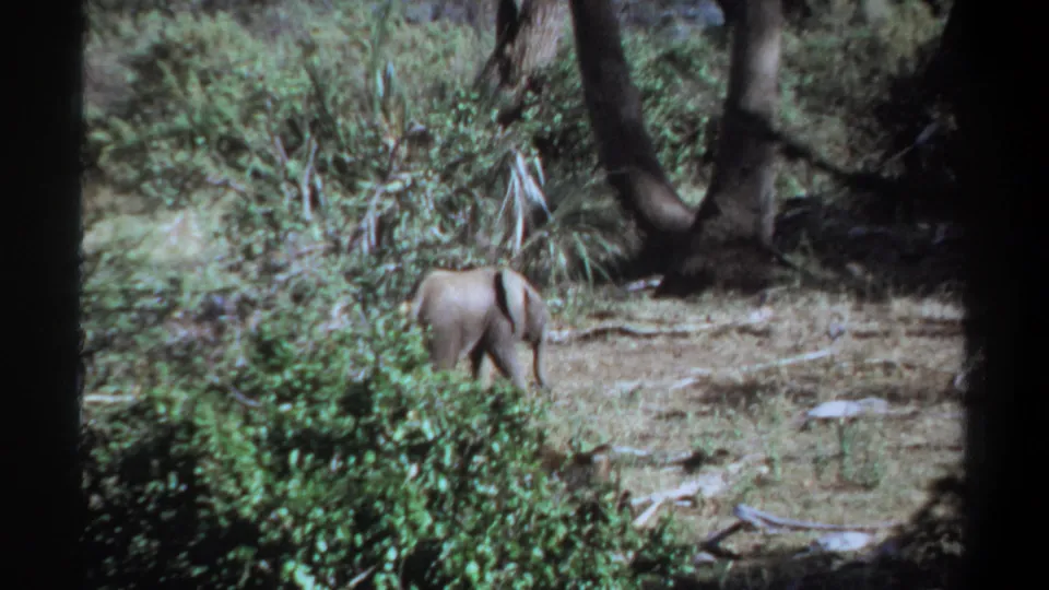 1969 Khartoum 8mm frame with a young elephant moving beside dense shrubs and large trees in dry woodland.