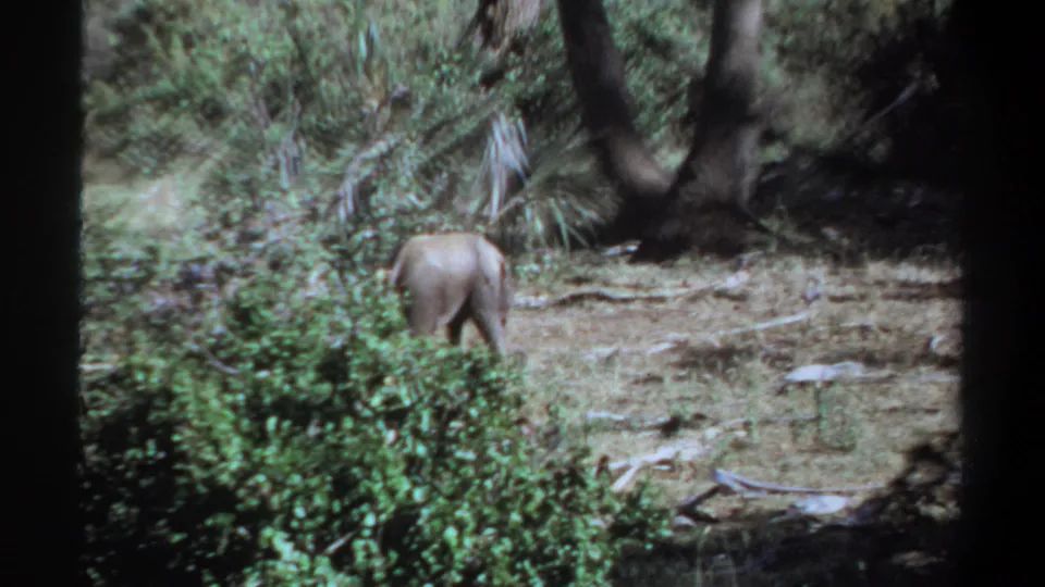 1969 Khartoum, Sudan 8mm frame showing a young elephant moving away through brush and dry ground in a wooded habitat.