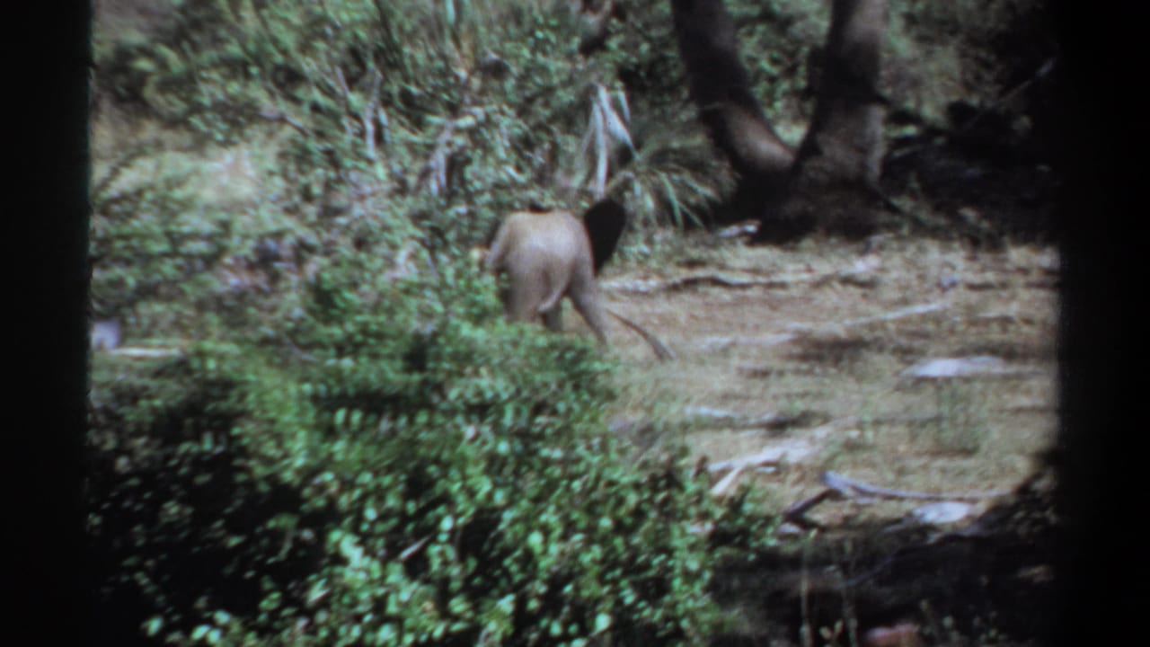 1969 Khartoum, Sudan 8mm frame with a young elephant partly obscured by shrubs as it crosses dry ground near tree trunks.