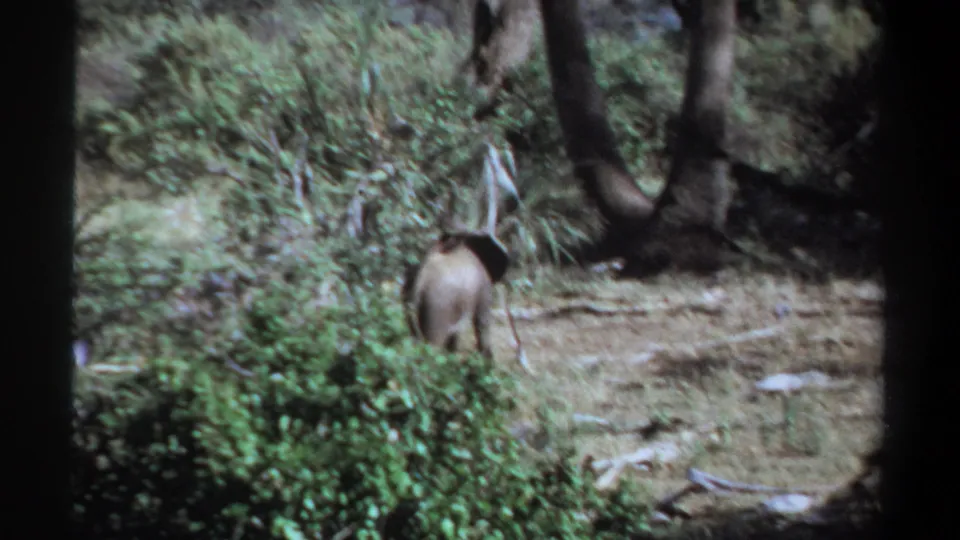 1969 Khartoum, Sudan 8mm frame showing the rear view of a young elephant near dense shrubs and trees in dry brush.