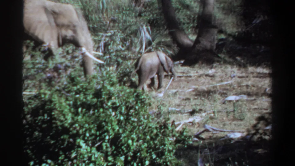 1969 Khartoum, Sudan 8mm frame showing a young elephant near brush while part of a larger adult elephant appears at the left edge.